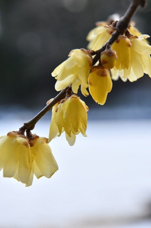 積もった雪のそばで咲くロウバイの花