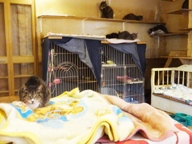 部屋の中では推定6~13歳の猫が暮らす。中には排せつ障害に苦しむ猫も。飼い主と親交のあった住民らが命をつないできた=鎌倉市内で