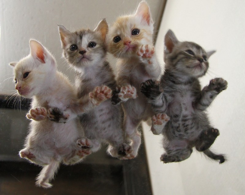 写真集：「ネコの裏側」撮る芳澤ルミ子さん 面白カットのウラに