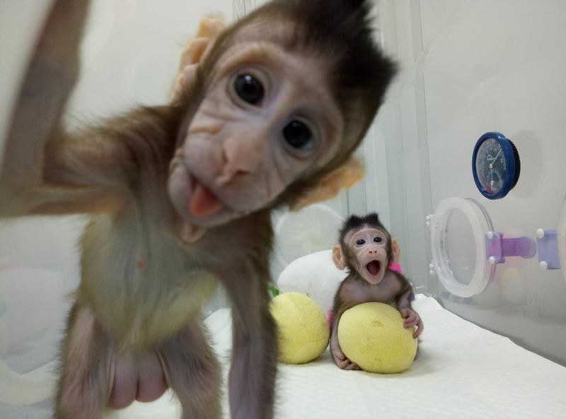 世界の雑記帳：中国の研究者がクローン猿誕生に成功、霊長類は