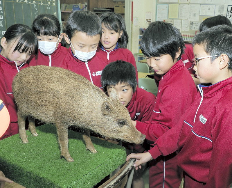イノシシのはく製に興味津々の児童たち=島根県津和野町の日原小学校で2018年1月26日、横井信洋撮影