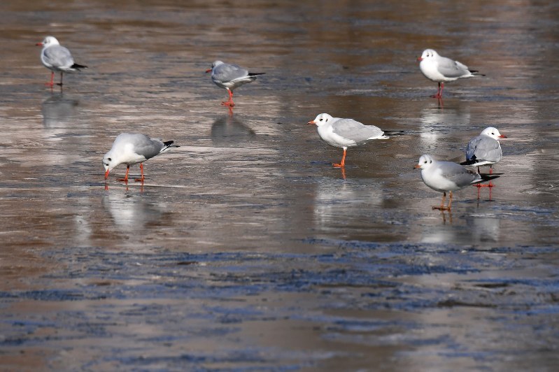 天気 名古屋城お堀も凍る 名古屋で今冬一番の冷え込み 毎日新聞