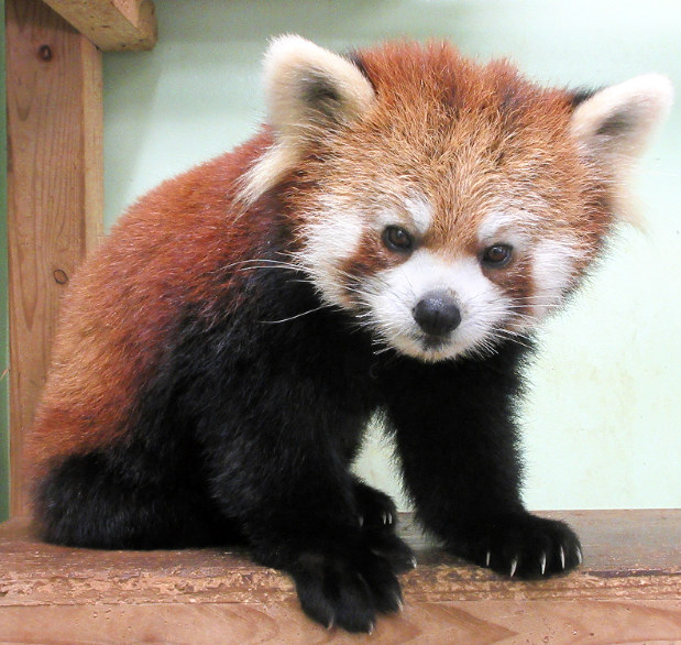 雌の「ゆい」=かみね動物園提供