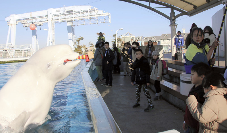 迫力満点に豆をまくシロイルカ=横浜市金沢区の八景島シーパラダイスで、2018年1月27日、木下翔太郎撮影