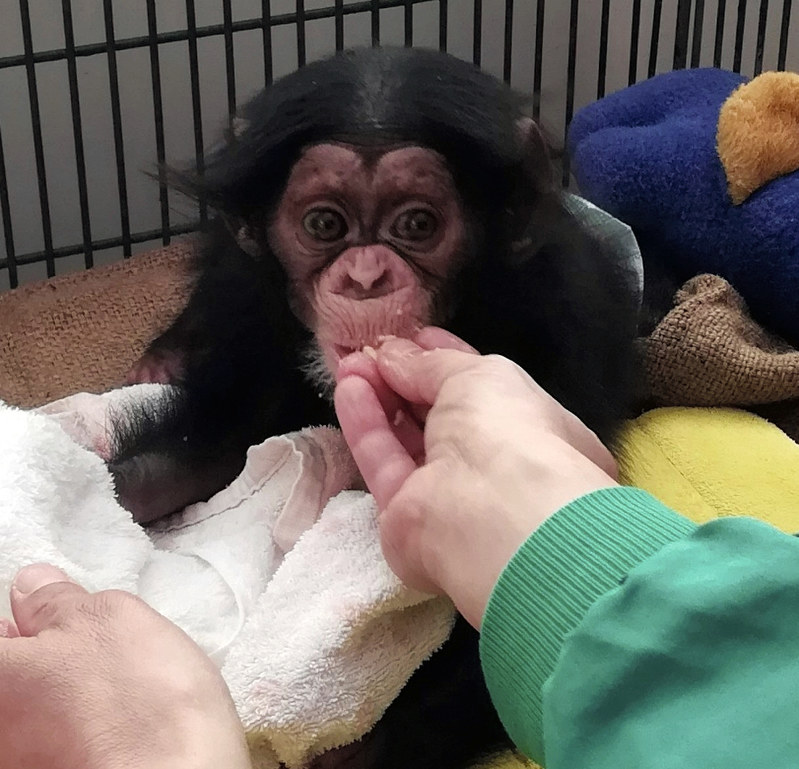 職員から離乳食をもらう「げんき」=日本平動物園提供