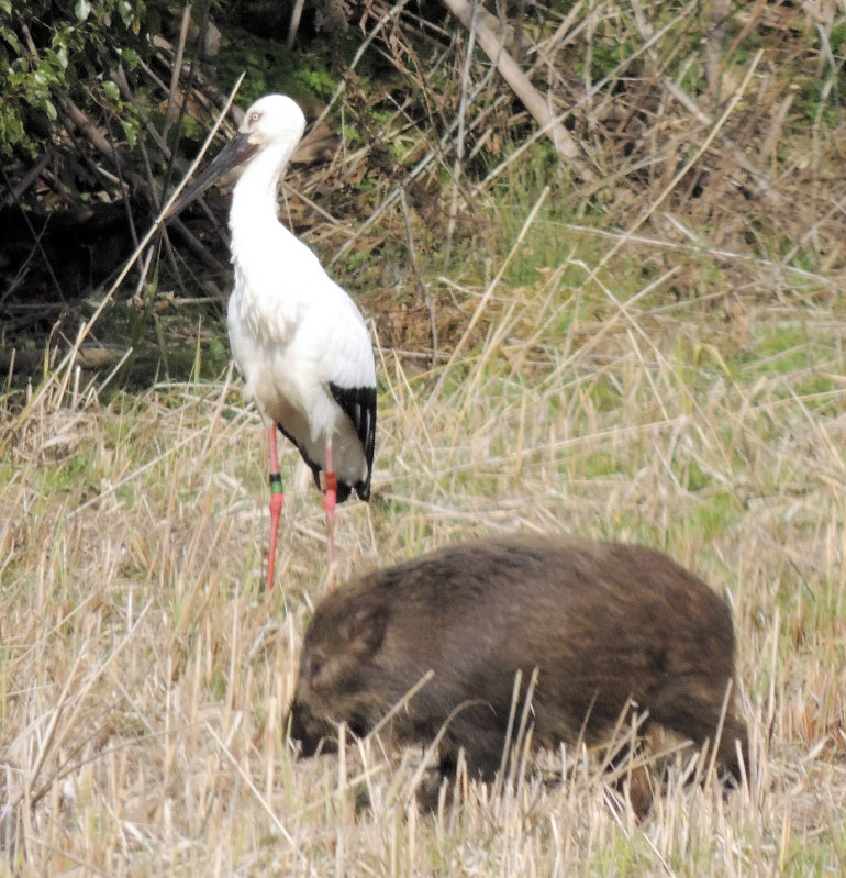大接近をしたコウノトリとイノシシ=梶原剛二さん提供