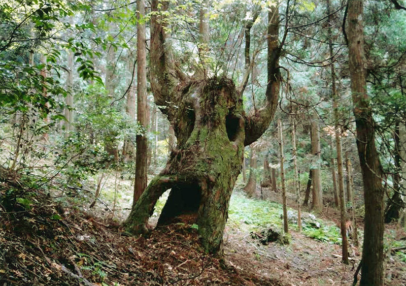 上萩寛さん(大津市)の組み写真「森の精」の1枚=近畿中国森林管理局提供