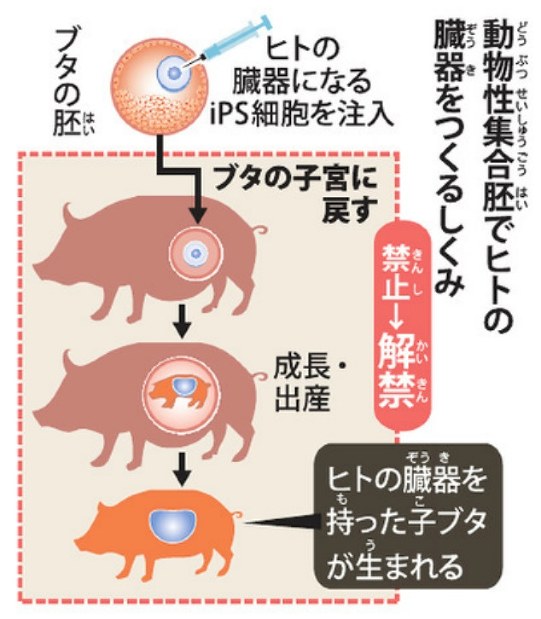 毎小ニュース 科学 ヒトの臓器を動物で 研究を容認 毎日新聞