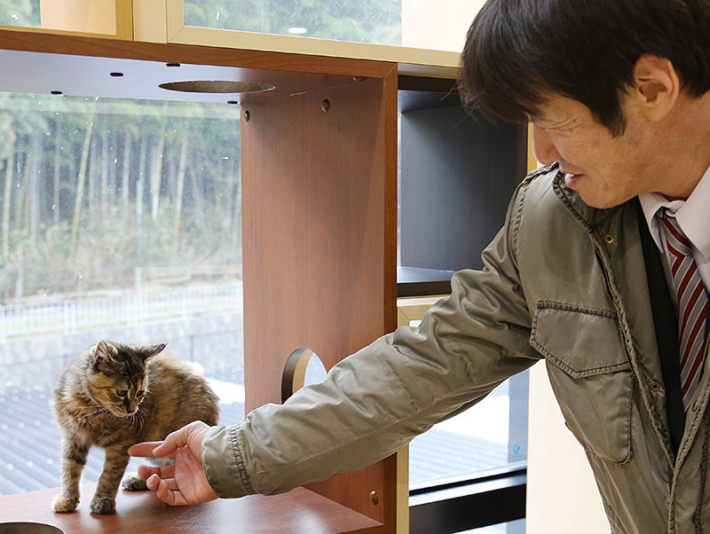 大阪府動物愛護管理センターに引き取られて新たな飼い主を待つ猫=大阪府羽曳野市で2018年2月6日、菅知美撮影