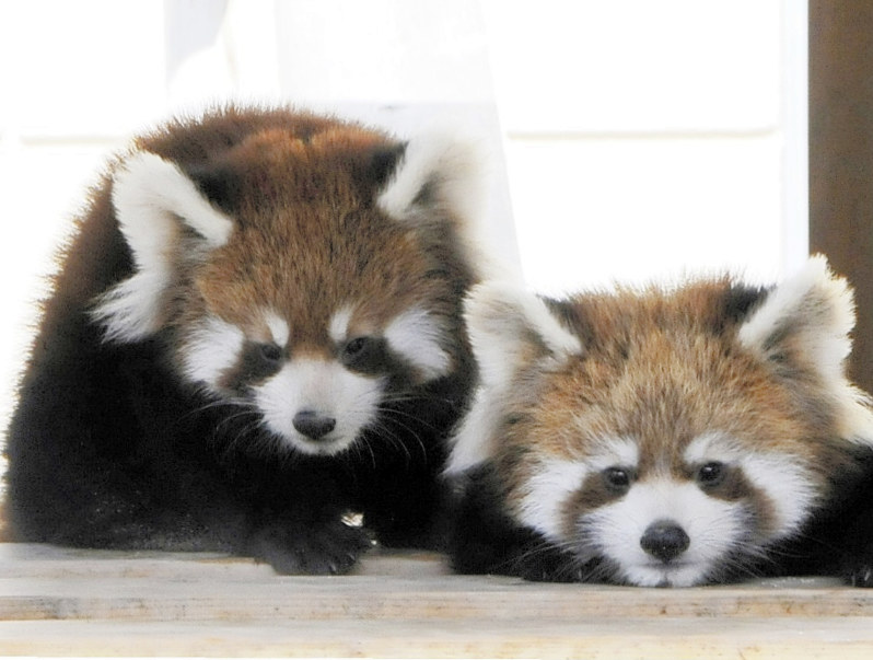 福知山市動物園 レッサーパンダ 雄の 秀 死ぬ 京都 毎日新聞