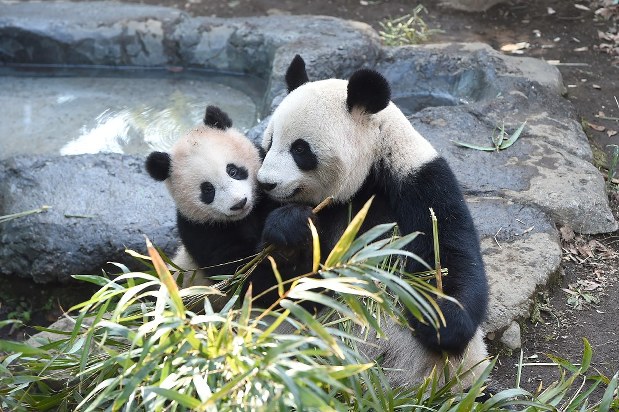 Ueno zoo's giant panda cub starts to show curiosity in food