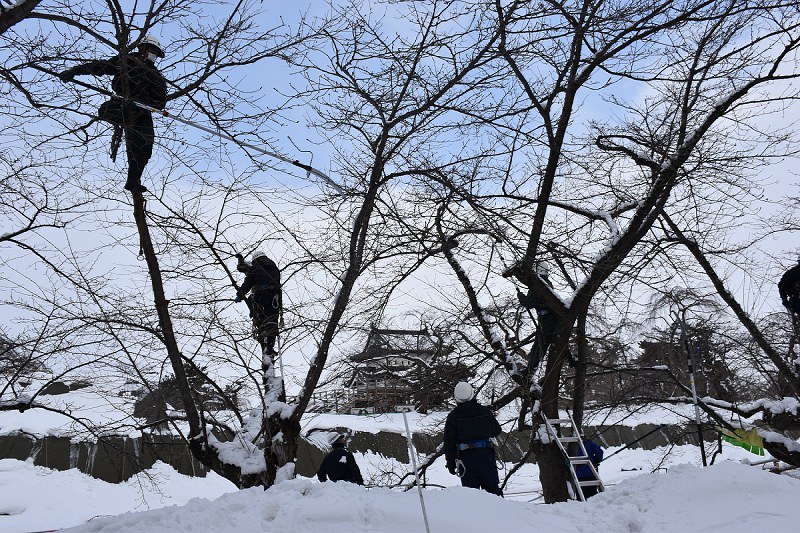 桜 美しく咲き誇れ 剪定始まる 独自の方法で管理 弘前公園 青森 毎日新聞