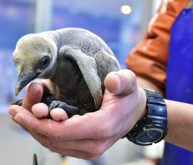 1月にふ化したキングペンギンの赤ちゃん=和歌山県白浜町堅田のアドベンチャーワールドで、アドベンチャーワールド提供
