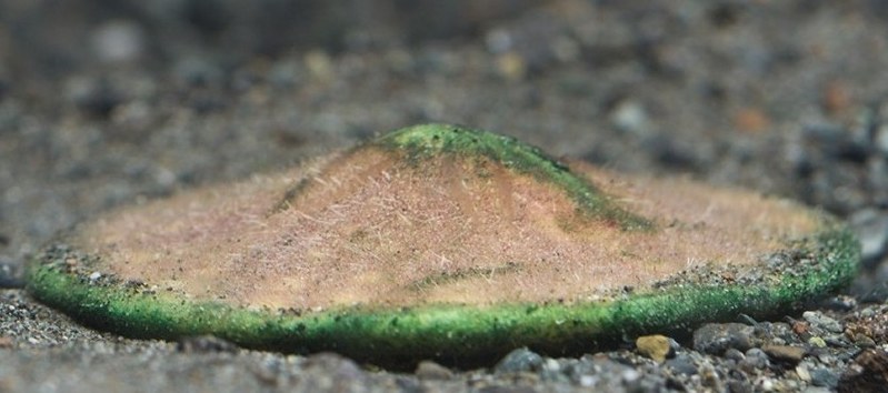 フジヤマカシパン=沼津港深海水族館提供