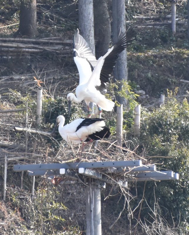 電柱の上で巣作りを始めたコウノトリの「げんきくん」(上)とポンスニ=島根県雲南市で2018年2月23日午前10時0分、山田英之撮影