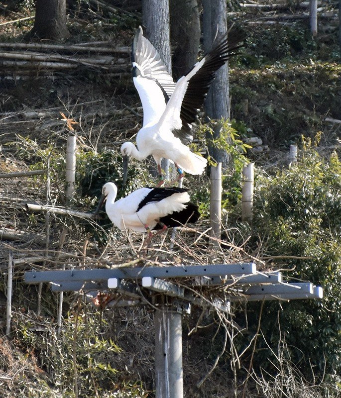 電柱の上で巣作りを始めたコウノトリの「げんきくん」(上)と「ポンスニ」=島根県雲南市で2018年2月23日、山田英之撮影