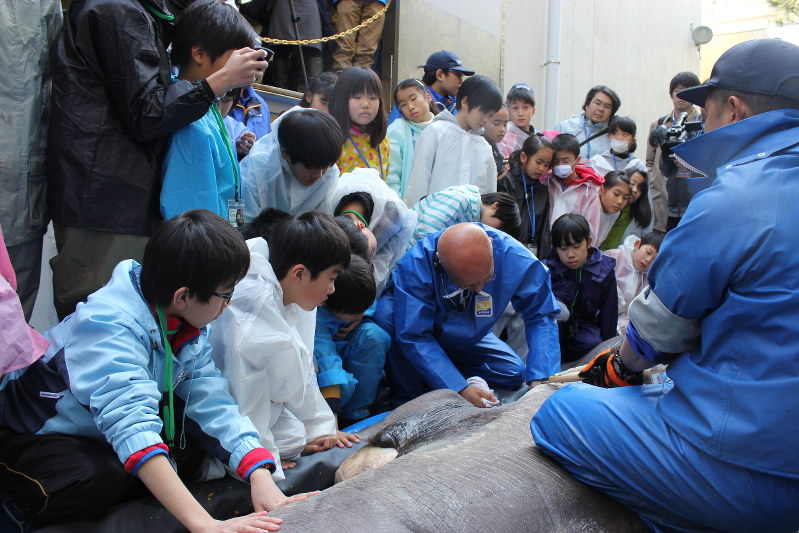 鴨川シーワールド 幻のサメ 公開解剖 子宮内から受精卵の殻 千葉 毎日新聞 鴨川シーワールド 幻のサメ 公開解剖 子宮内から受精卵の殻 千葉 毎日新聞