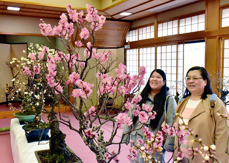 満開の盆梅に見入る来場者ら=奈良市菅原町の菅原天満宮で、大西咲子撮影