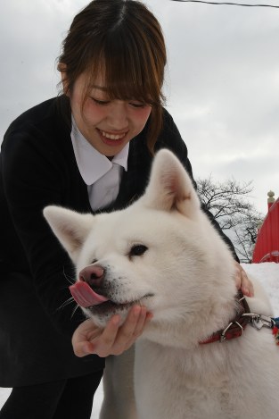 秋田犬のゆきちゃん=大館市で、川村咲平撮影