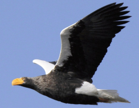 湖北野鳥センター上空を飛ぶオオワシ=2018年2月22日、同センター提供