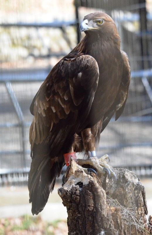 多摩動物公園 伝統文化と動物の縁 演舞披露 講演も １８日 イベント 東京 毎日新聞