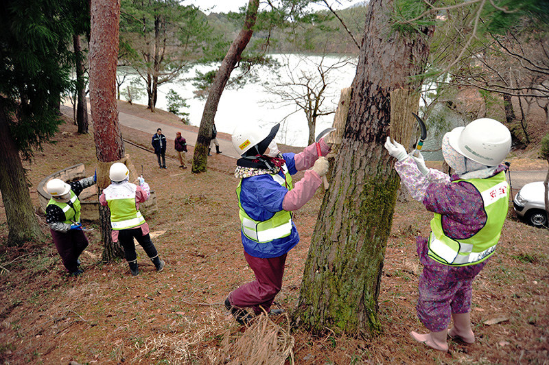 松の幹に巻かれていたこもを、手際よく外していく作業員=京都府福知山市猪崎の三段池公園で、佐藤孝治撮影