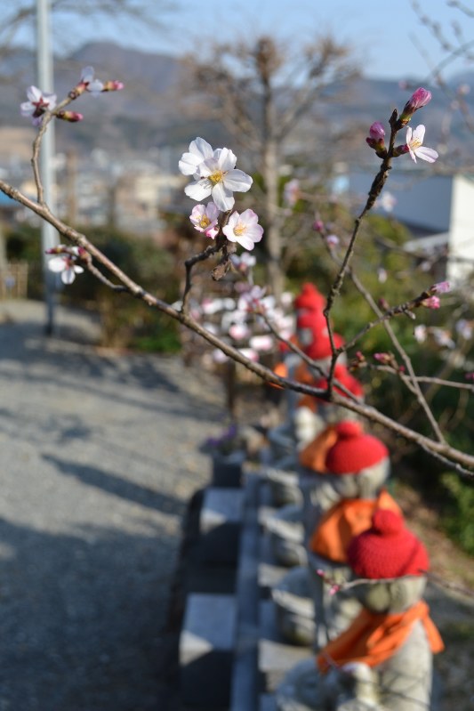 大慈寺境内の六地蔵そばで3分咲きのブコウマメザクラ=横瀬町横瀬で