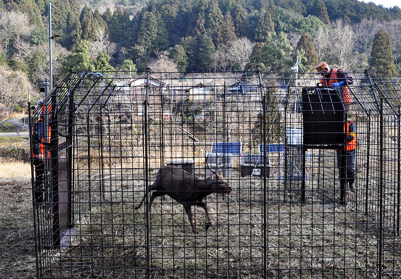 有害鳥獣 遠隔操作 シカ初捕獲 監視カメラとわな使い 養父 兵庫 毎日新聞