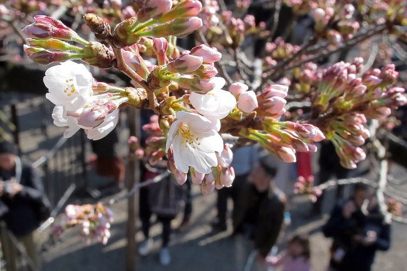 開花した標本木のソメイヨシノ=東京都千代田区の靖国神社で2018年3月17日午後3時7分、和田大典撮影