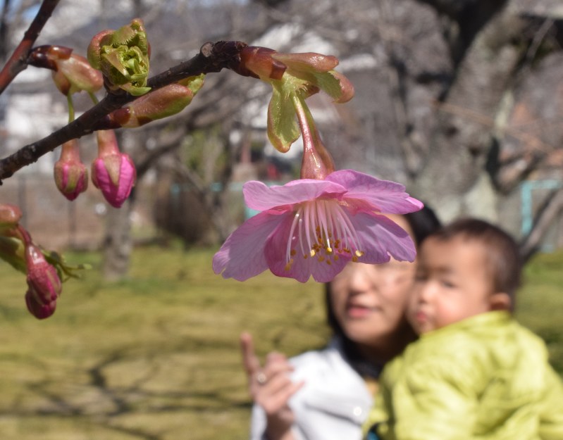 かれんな花を咲かせた河津桜=豊前市八屋の平池公園で2018年3月6日午前11時43分、津島史人撮影