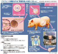 臓器移植実験マニュアル 国内初、移植用ドナー豚の病原体検査パネルを開発 標的病原体数