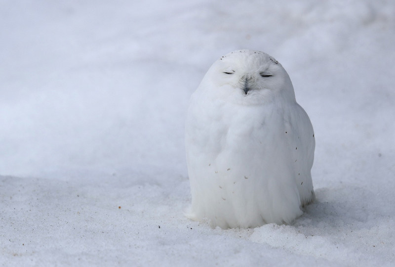 旭山動物園：シロフクロウが人気 座る姿、雪だるまのよう [写真特集2/5