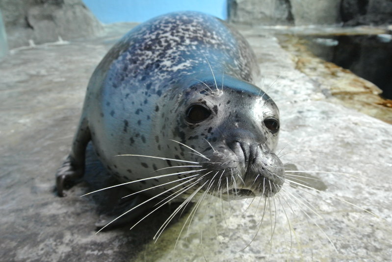 来館者の人気を集めたゴマミ=かごしま水族館提供