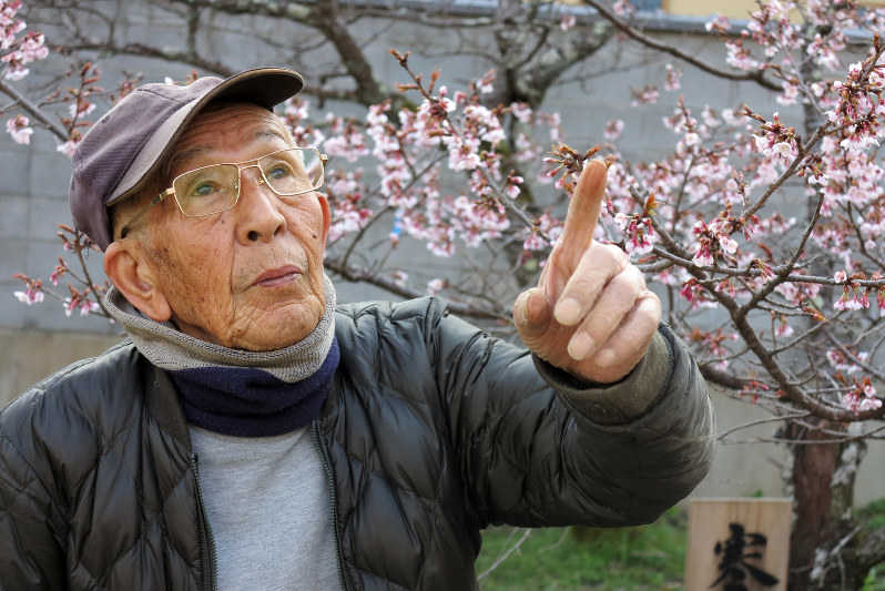 そこが聞きたい 桜の季節と日本人 地域が育て めでてこそ ３代にわたる 桜守 佐野藤右衛門氏 毎日新聞