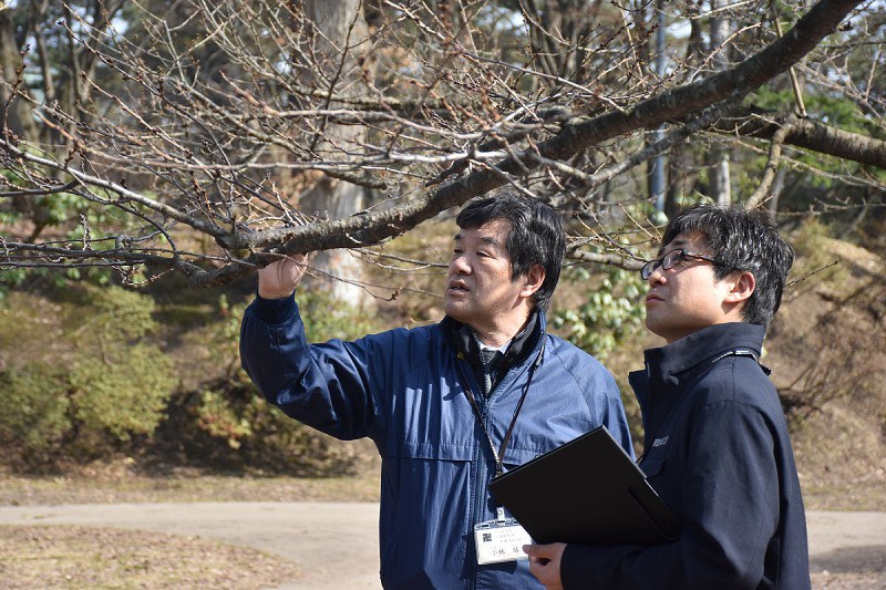 花芽の状態を確認する桜守の小林勝さん(左)と海老名雄次さん。円内は花芽が膨らんできたソメイヨシノ=いずれも弘前公園で