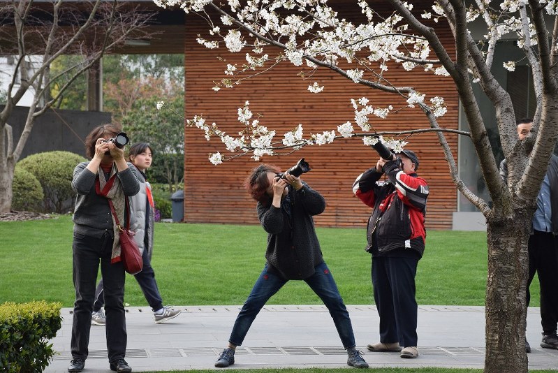 ピンク色の花をつけた桜の下で、写真撮影を楽しむ人たち=上海で24日、林哲平撮影