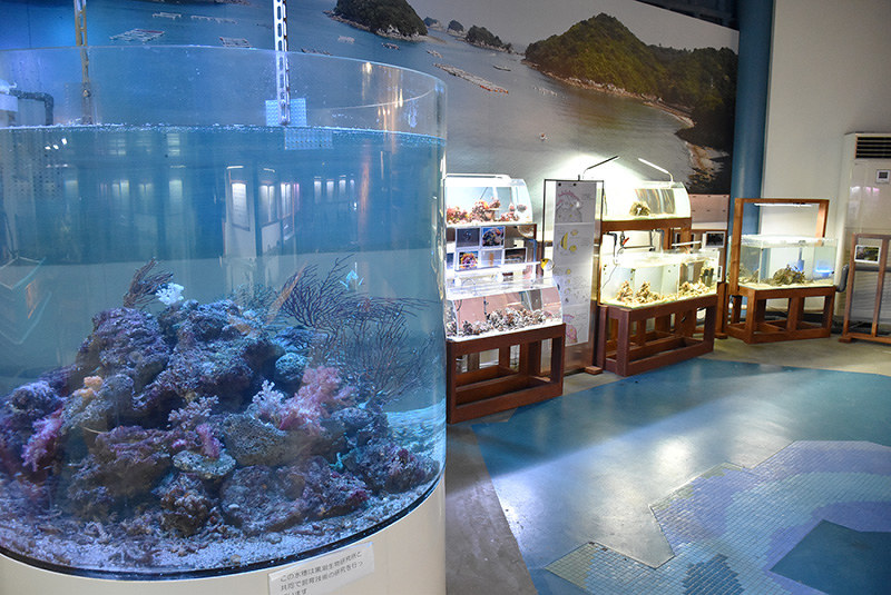 2017年11月に館内にできた「島のちいさな水族館」=徳島県海陽町宍喰浦竹ケ島の町海洋自然博物館「マリンジャム」で、松山文音撮影