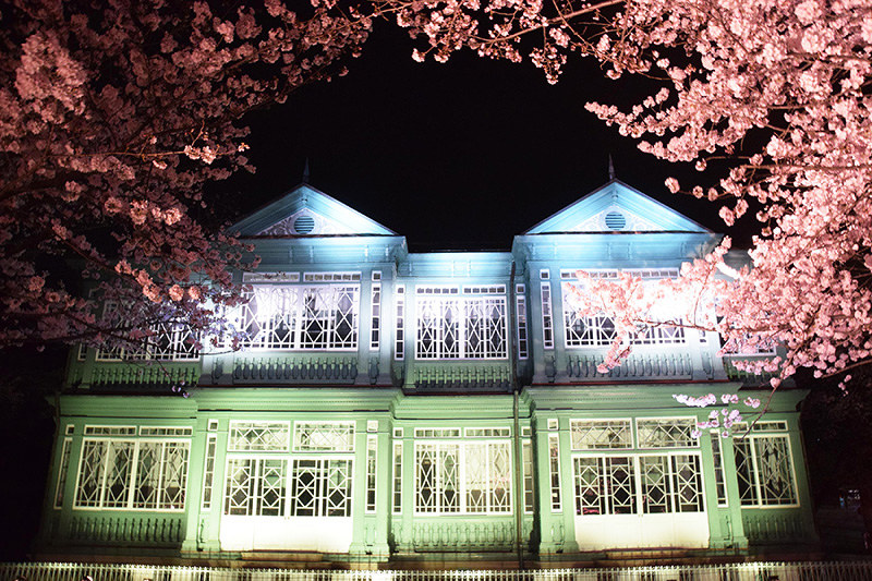 桜 神戸や明石 春うらら 来月中旬まで 夜桜やイベント開催 兵庫 毎日新聞