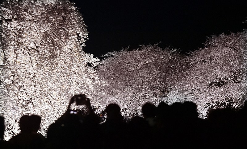 東京 野川 ライトアップ 幻想的な桜並木 写真特集3 6 毎日新聞