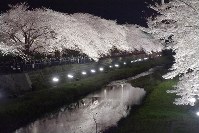 立体絵画の「桜並木のライトアップ」 遠賀川河川敷桜並木のライトアップの無料の写真素材 - ID.80635