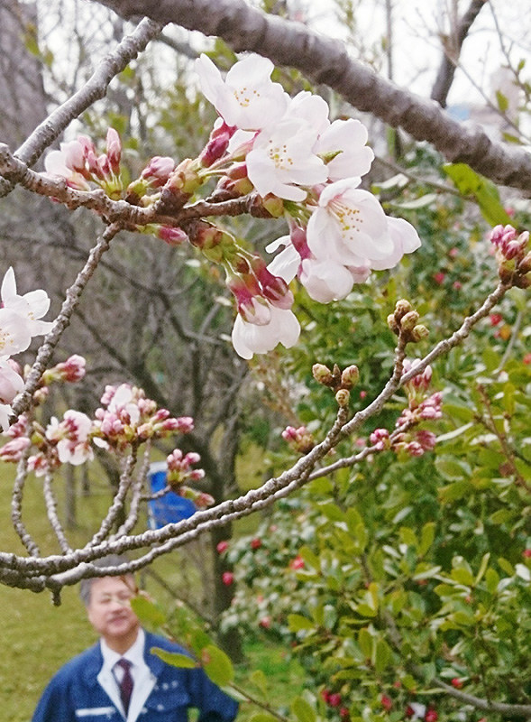 薄いピンク色の花を咲かせた標本木=金沢市西念3の金沢地方気象台で、久木田照子撮影