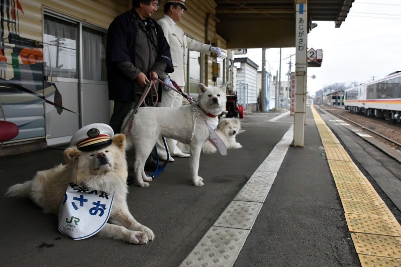 JR鰺ケ沢駅のホームで列車を見送る(手前から)観光駅長のわさお、観光副駅長のつばき、見習いのちょめ=青森県鰺ケ沢町の同駅で2018年4月1日午前9時54分、北山夏帆撮影