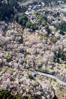 山肌が見ごろの桜に覆われた吉野山＝奈良県吉野町で２０１８年４月３日、本社ヘリから小出洋平撮影