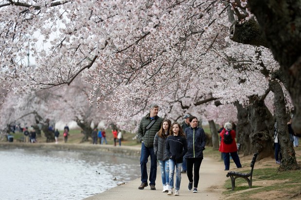 ４月３日、米首都ワシントンにあるタイダルベイスンで桜の花が見頃を迎えつつある。すでに２０％が満開で、国立公園局によると今週からお花見シーズンだという（２０１８年　ロイター/Joshua Roberts）