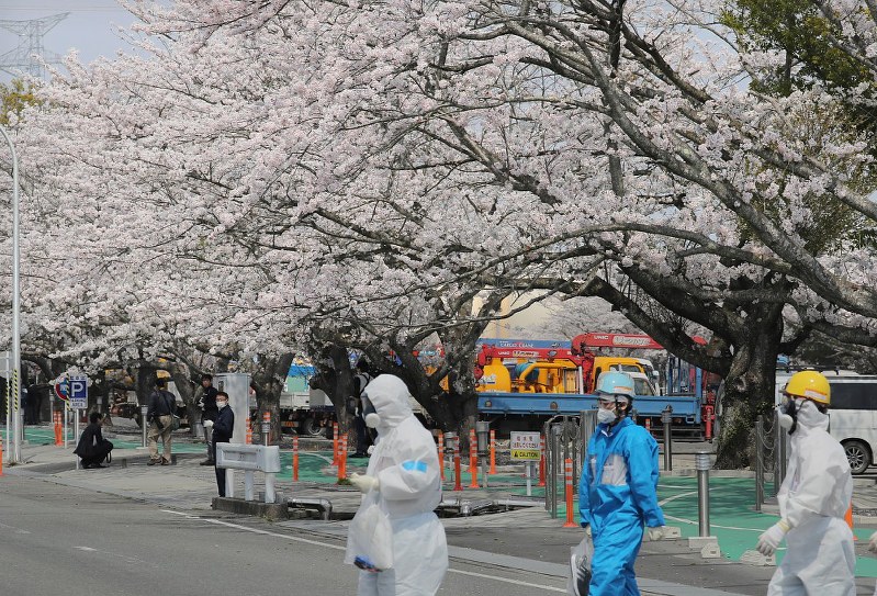 満開を迎えた東京電力福島第1原発構内の桜並木=福島県大熊町で2018年4月4日午後0時6分、喜屋武真之介撮影