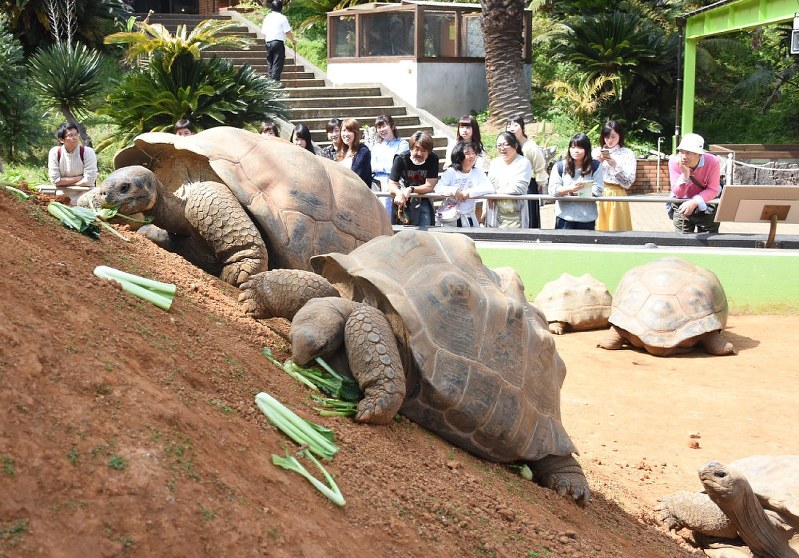 iZoo：ゾウガメの「立体展示」始める 静岡・河津 | 毎日新聞