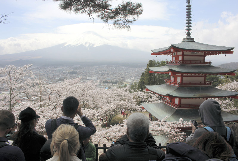 満開となった新倉山浅間公園の桜=山梨県富士吉田市新倉で2018年4月6日、小田切敏雄撮影