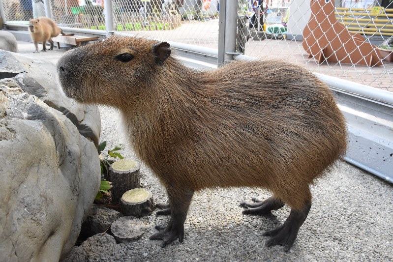 カピバラ：飼育員びっくり “箱入り娘”実は雄だった | 毎日新聞