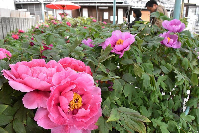 牡丹まつり 高貴な花１５０種 鳴門 観音寺で２９日まで 徳島 毎日新聞