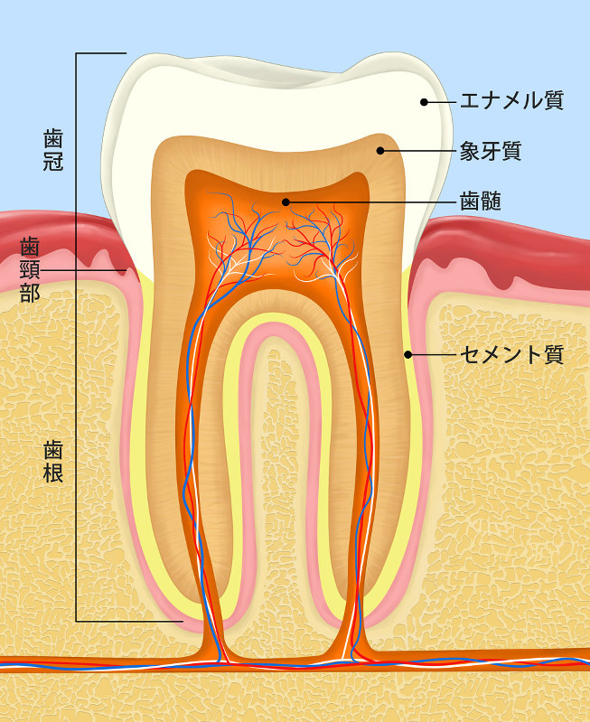 深刻な乳児の虫歯につながる離乳期の誤り 口から考える命と心と病 落合邦康 毎日新聞 医療プレミア